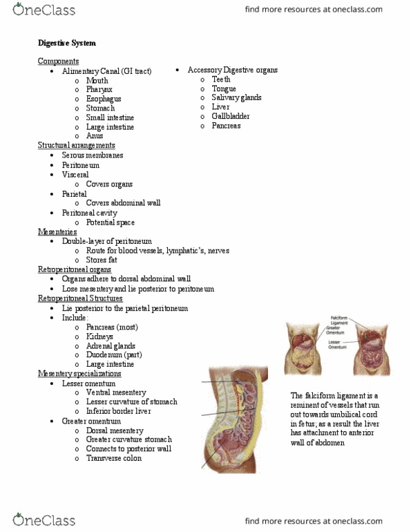 Anatomy and Cell Biology 2221 Lecture Notes - Lecture 10: Splenic Artery, Potential Space, Permanent Teeth thumbnail