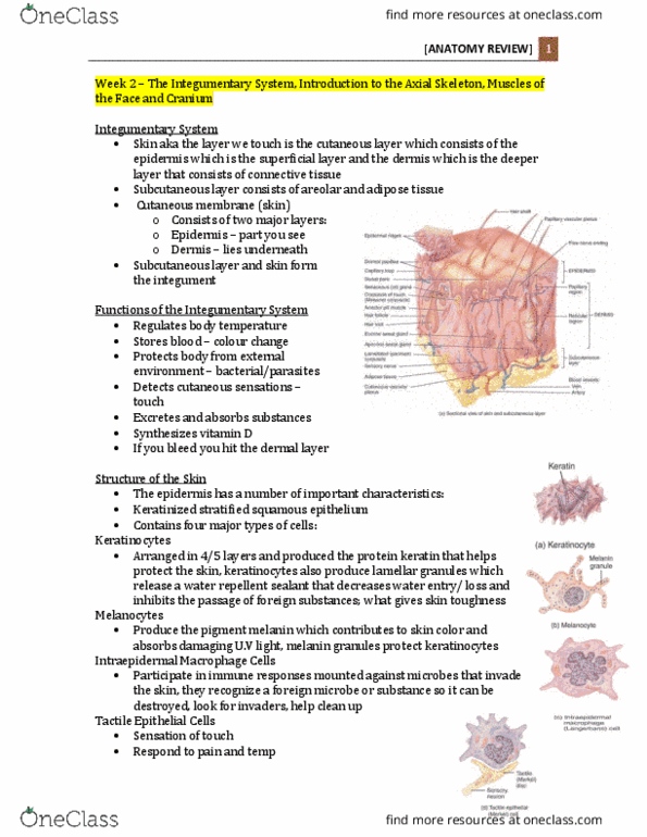 Anatomy and Cell Biology 2221 Lecture Notes - Lecture 2: Pallor, Microorganism, Stratified Squamous Epithelium thumbnail