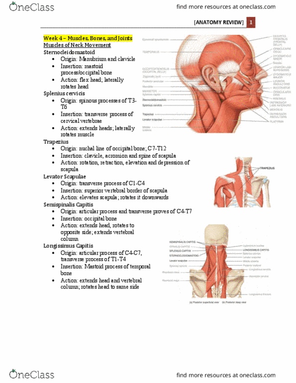 Anatomy and Cell Biology 2221 Lecture Notes - Lecture 4: Splenius Cervicis Muscle, Costal Cartilage, Shoulder Joint thumbnail