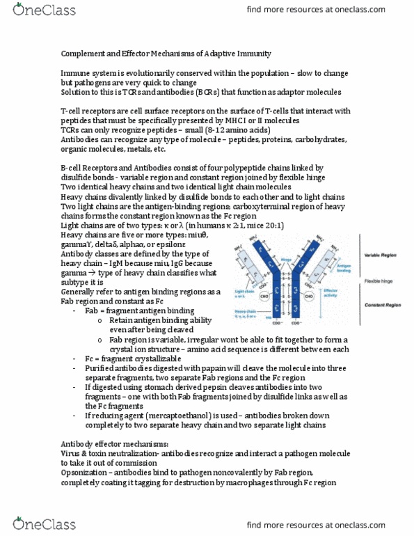 Microbiology and Immunology 3300B Lecture Notes - Lecture 1: Macrophage, Fc Receptor, Fragment Crystallizable Region thumbnail