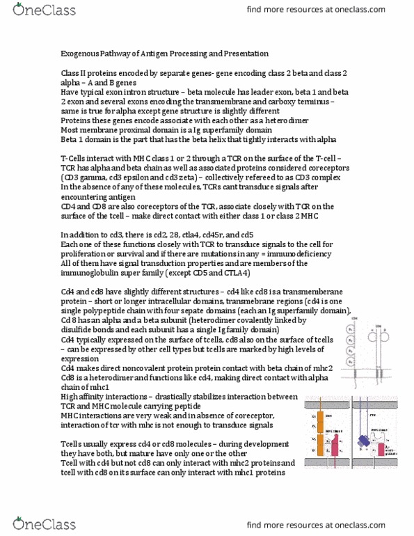 Microbiology and Immunology 3300B Lecture Notes - Lecture 8: Antigen-Presenting Cell, Microglia, Phagocyte thumbnail