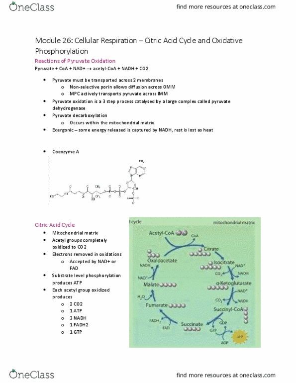 BI110 Lecture Notes - Lecture 27: Acetyl-Coa, Electronegativity, Cellular Respiration thumbnail