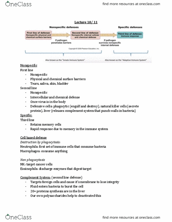 BIOL 1080 Lecture Notes - Lecture 10: Natural Killer Cell, Complement System, Adipose Tissue thumbnail