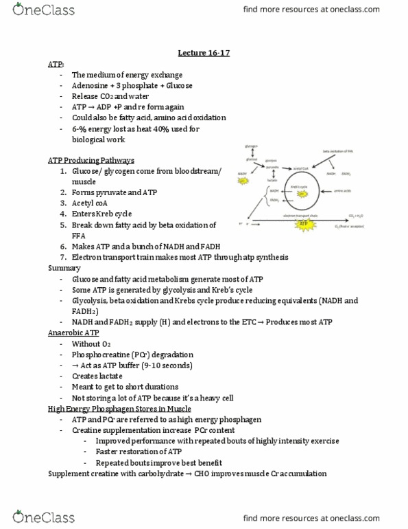 BIOL 1080 Lecture Notes - Lecture 17: Citric Acid Cycle, Beta Oxidation, Phosphagen thumbnail