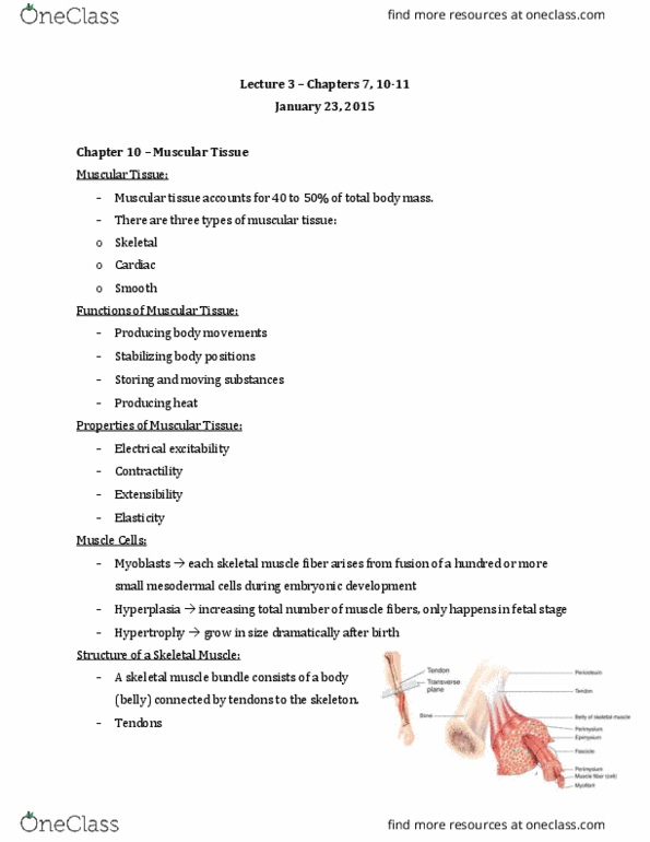 Anatomy and Cell Biology 2221 Lecture Notes - Lecture 3: Dense Irregular Connective Tissue, Occipitalis Muscle, Frontalis Muscle thumbnail