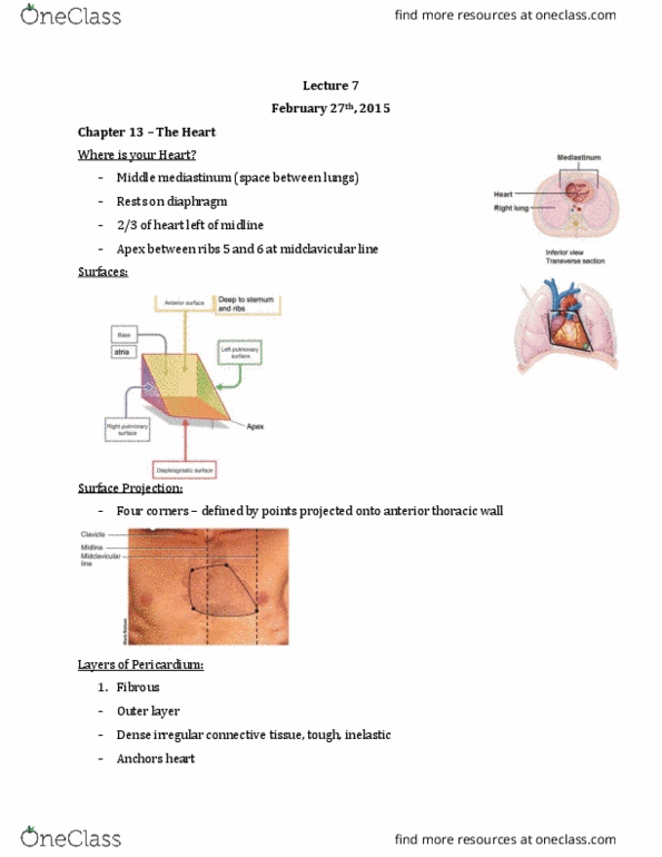 Anatomy and Cell Biology 2221 Lecture Notes - Lecture 7: Anterior Interventricular Branch Of Left Coronary Artery, Posterior Interventricular Artery, Superior Vena Cava thumbnail