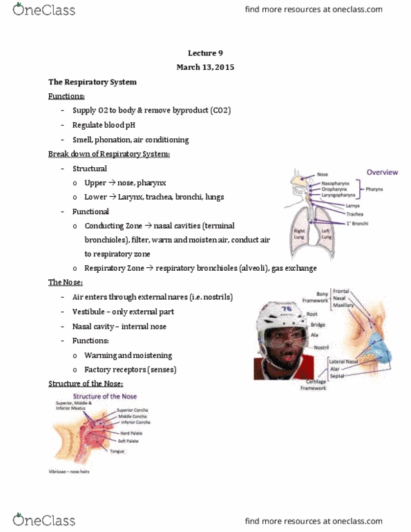 Anatomy and Cell Biology 2221 Lecture Notes - Lecture 9: Bronchiole, Optic Nerve, Nasal Cavity thumbnail