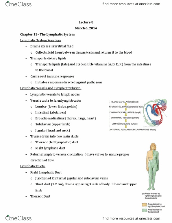 Anatomy and Cell Biology 2221 Lecture 8: Lecture 8 thumbnail