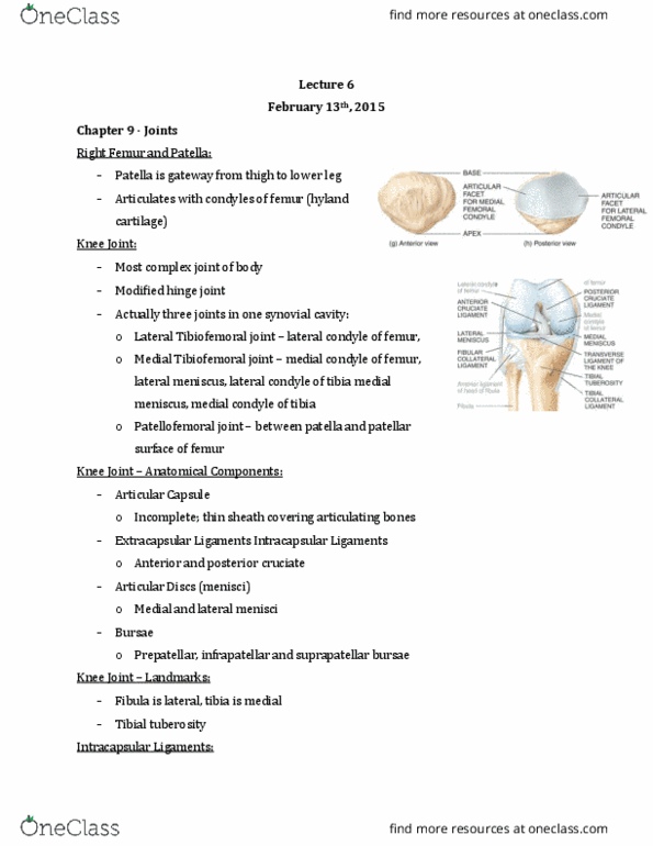 Anatomy and Cell Biology 2221 Lecture Notes - Lecture 6: Medial Collateral Ligament, Rectus Femoris Muscle, Linea Aspera thumbnail