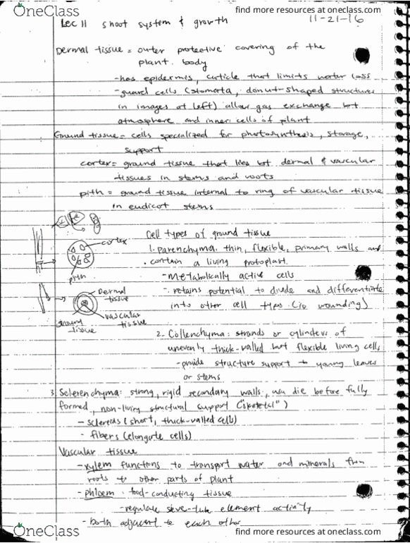 BIOLOGY 1B Lecture Notes - Lecture 11: Vari-Lite thumbnail