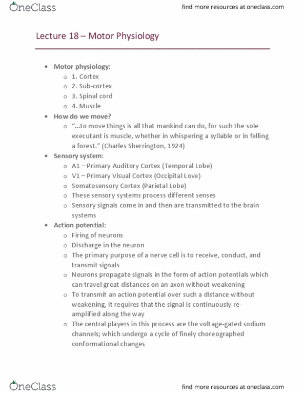 APA 2120 Lecture Notes - Lecture 18: Primary Motor Cortex, Basal Ganglia, Premotor Cortex thumbnail