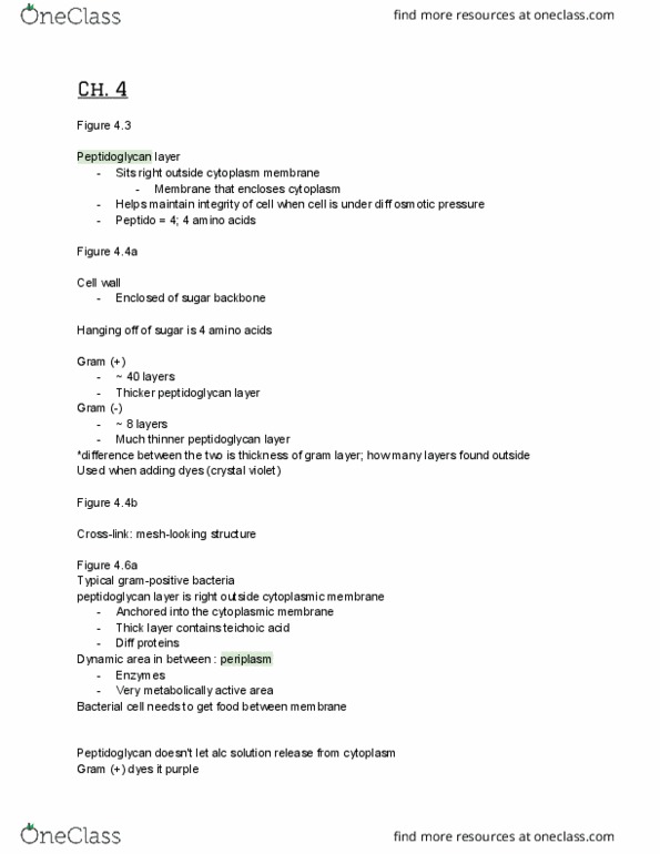 01:119:131 Lecture Notes - Lecture 3: Crystal Violet, Mycoplasma Pneumonia, Mycolic Acid thumbnail