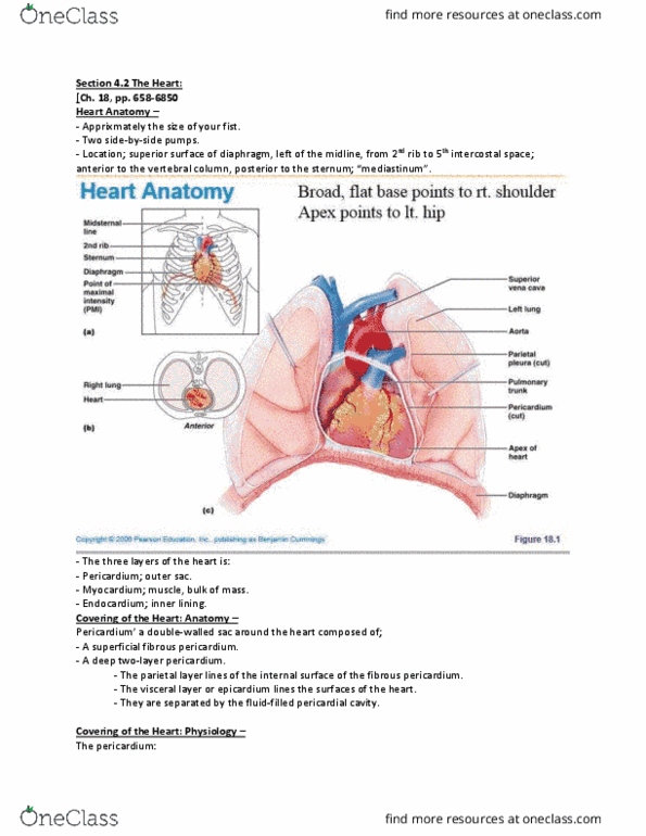 ANP 1105 Lecture 4: Anatomy & Physiology ANP1105 section 4.2 heart notes thumbnail