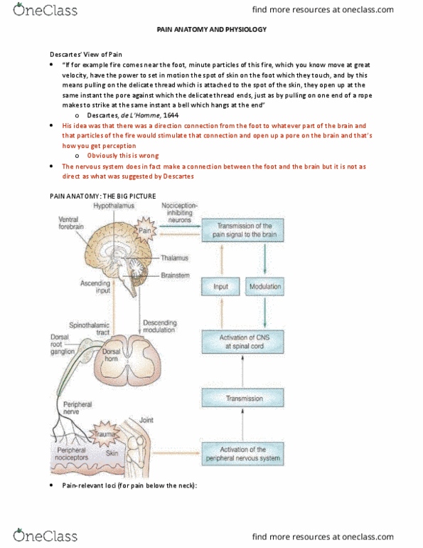 PSYC 302 Lecture Notes - Lecture 14: Dorsal Root Ganglion, Spinal Nerve, Dorsal Root Of Spinal Nerve thumbnail