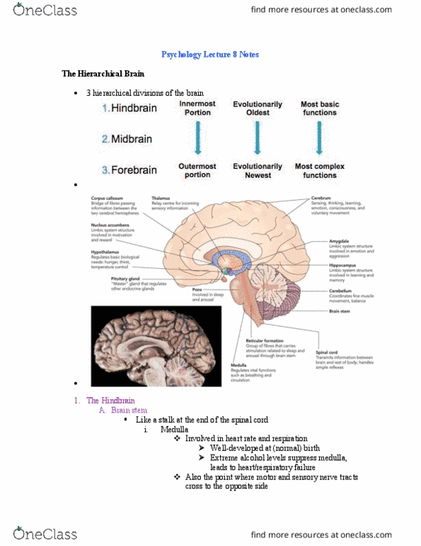 Psychology 1000 Lecture Notes - Lecture 8: Basal Ganglia, Cerebral Cortex, Sensory Cortex thumbnail