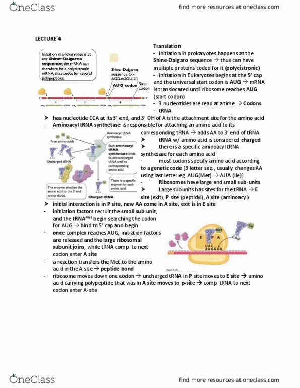 BIOA01H3 Lecture Notes - Lecture 4: Aminoacyl Trna Synthetase, Start Codon, Transfer Rna thumbnail