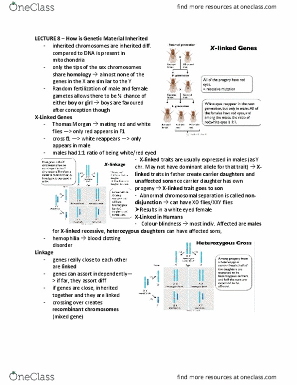 BIOA01H3 Lecture Notes - Lecture 8: Coagulopathy, Nondisjunction, Zygosity thumbnail