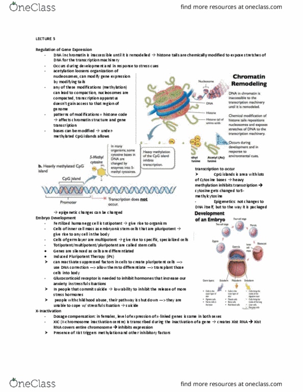 BIOA01H3 Lecture Notes - Lecture 5: Embryonic Stem Cell, Histone Code, Glucocorticoid Receptor thumbnail