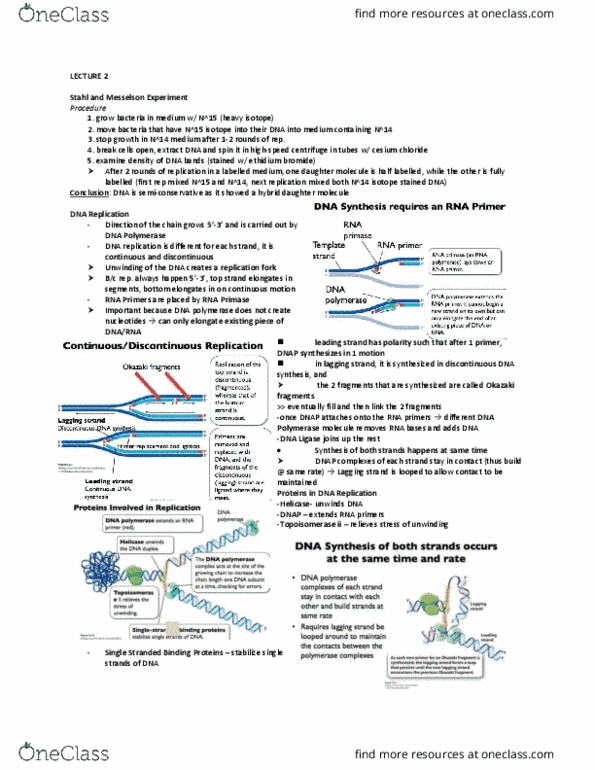 BIOA01H3 Lecture Notes - Lecture 2: Ethidium Bromide, Dna Replication, Okazaki Fragments thumbnail