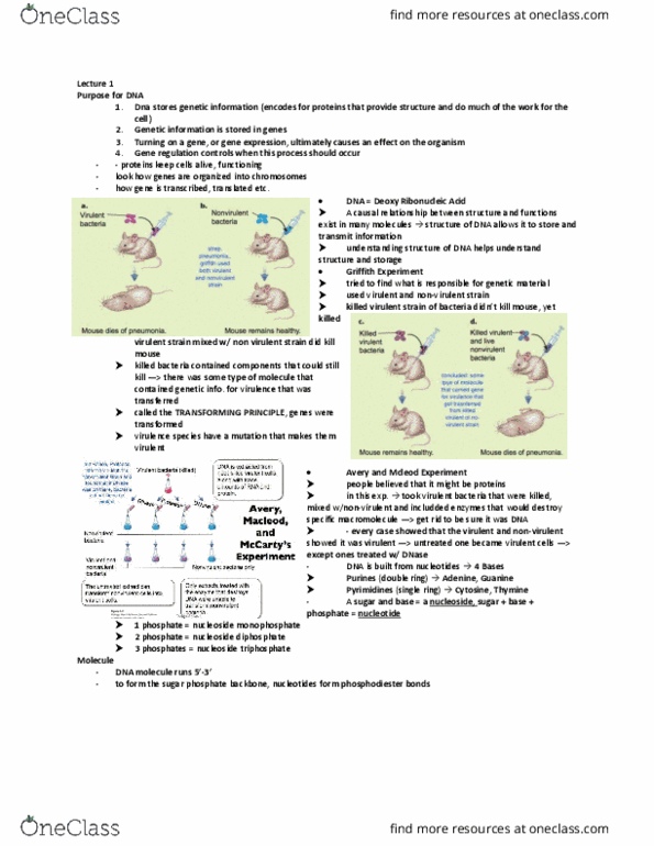 BIOA01H3 Lecture Notes - Lecture 1: Nucleoside Triphosphate, Deoxyribonuclease, Phosphodiester Bond thumbnail