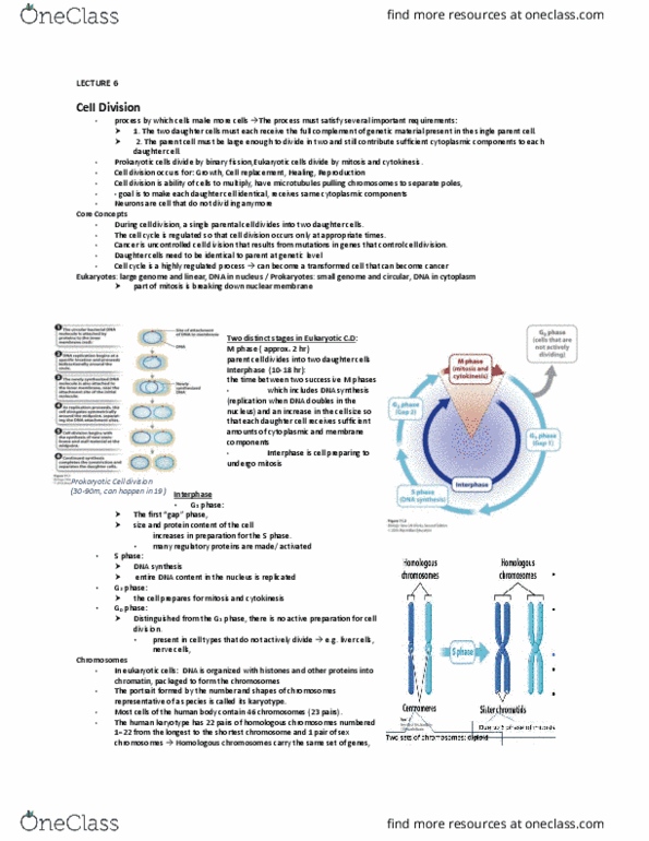 BIOA01H3 Lecture Notes - Lecture 6: Y Chromosome, Cell Division, Karyotype thumbnail