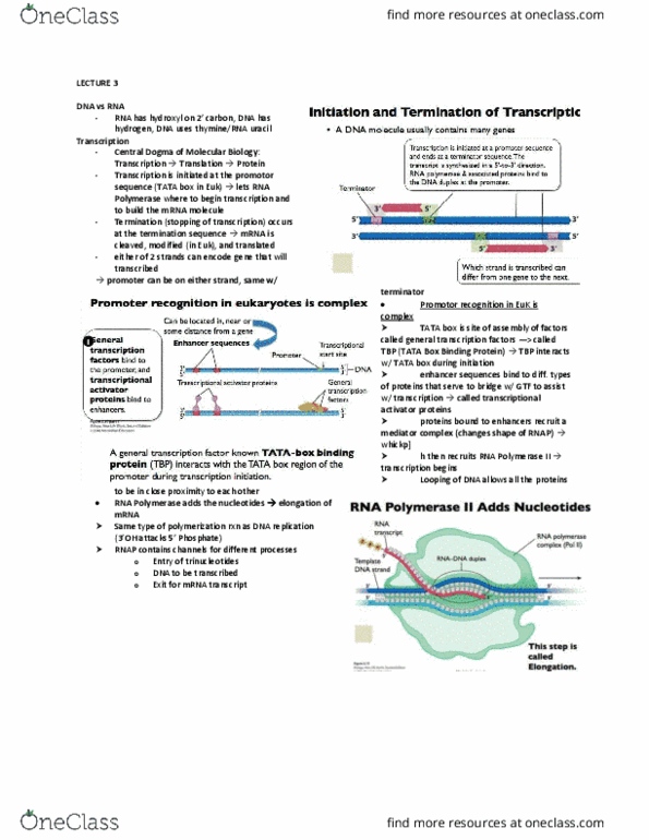 BIOA01H3 Lecture Notes - Lecture 3: Rna Polymerase Ii, Tata Box, Tata-Binding Protein thumbnail