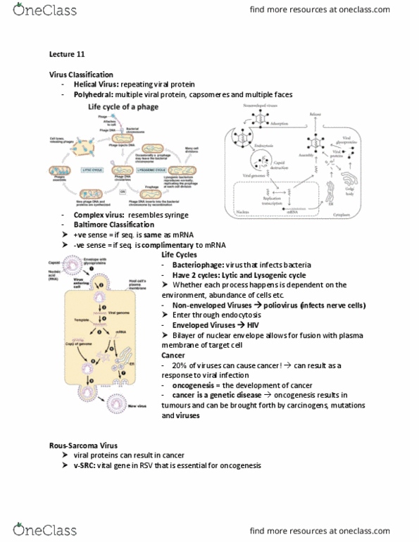 BIOA01H3 Lecture Notes - Lecture 11: Carcinogenesis, Lysogenic Cycle, Nuclear Membrane thumbnail