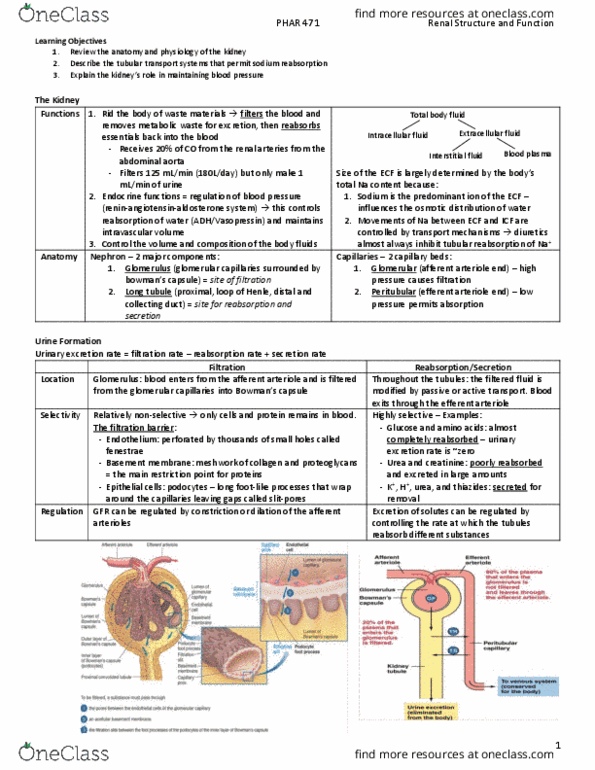 PHAR 471 Lecture Notes - Lecture 5: Afferent Arterioles, Angiotensin-Converting Enzyme, Efferent Arteriole thumbnail