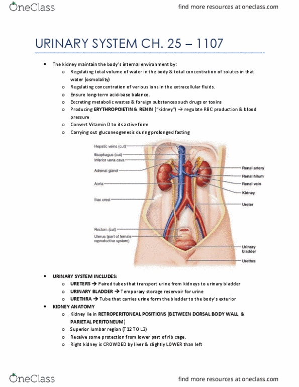 ANP 1107 Chapter Notes - Chapter 25: Adrenal Gland, Endocrine Gland, Ureter thumbnail