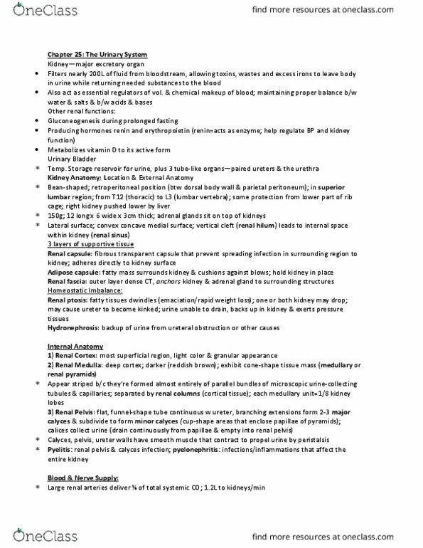 ANP 1107 Chapter Notes - Chapter 27: Renal Function, Renal Capsule, Renal Pelvis thumbnail