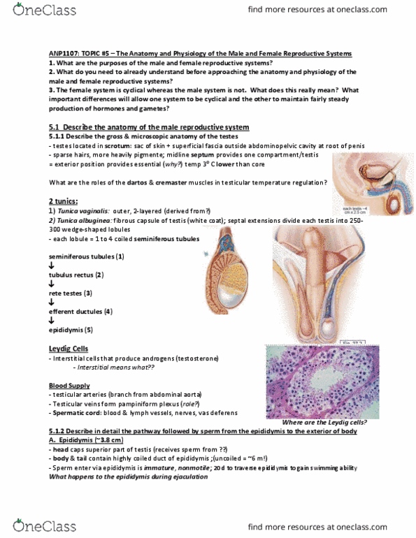 ANP 1107 Lecture Notes - Winter 2014, Lecture 5 - Prostatic Urethra, Spongy  Urethra, Vas Deferens