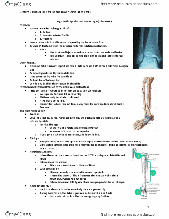 Kinesiology 3336A/B Lecture Notes - Lecture 3: High Ankle Sprain, Anatomical Terms Of Motion, Ski Boot thumbnail