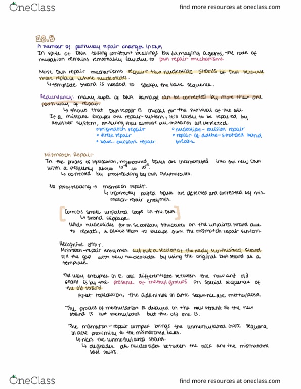 BIOL 3060 Chapter Notes - Chapter 18: Dna Mismatch Repair, Plau Am See, Rupes thumbnail