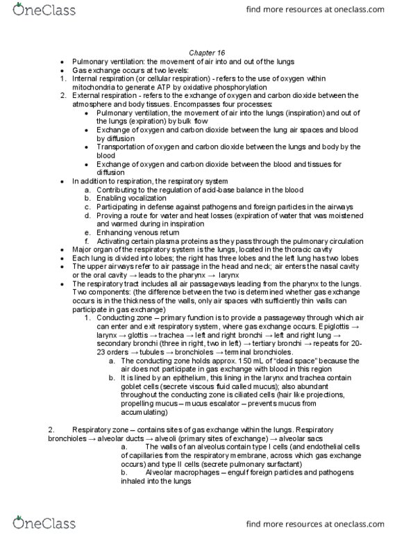 KP222 Chapter Notes - Chapter 16: Bronchiole, Airway Resistance, Macrophage thumbnail