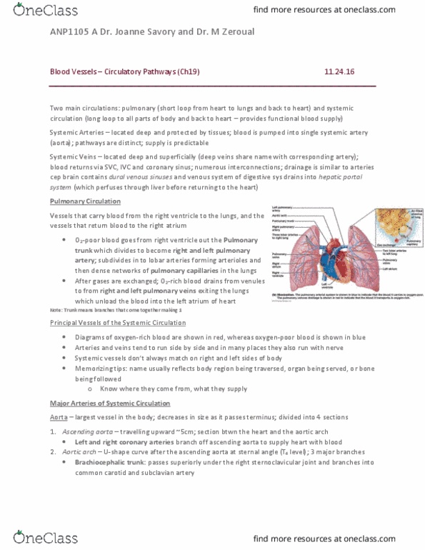 ANP 1105 Chapter Notes - Chapter 19: Curvatures Of The Stomach, Splenic Artery, External Jugular Vein thumbnail