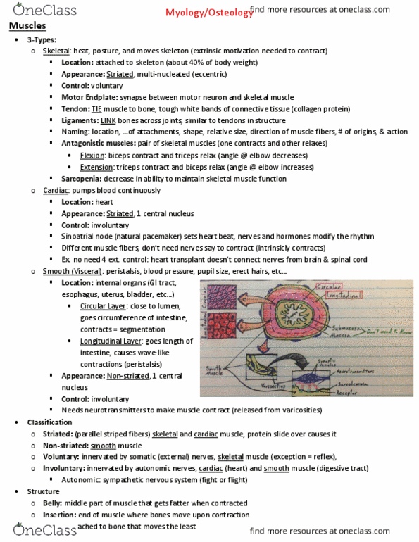 ANSC 23000 Lecture Notes - Lecture 8: Middle Ear, Fetus, Proprioception thumbnail
