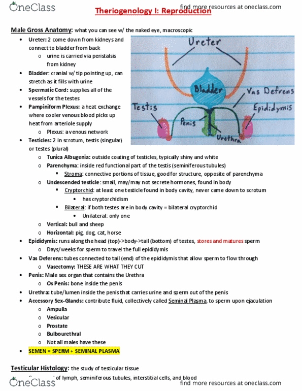 ANSC 23000 Lecture Notes - Lecture 11: Pus, Pyometra, Activin And Inhibin thumbnail