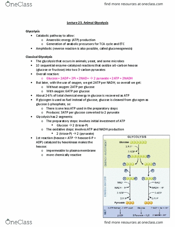 BIOL 334 Lecture Notes - Lecture 24: Hepatocyte, Oxaloacetic Acid, Futile Cycle thumbnail