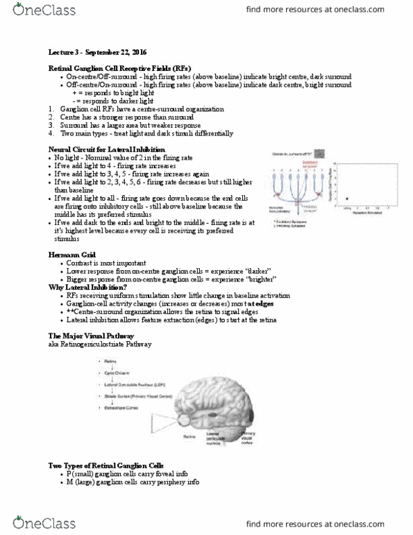 PSYC 3460H Lecture Notes - Lecture 3: Hemianopsia, Simple Cell, Visual Cortex thumbnail