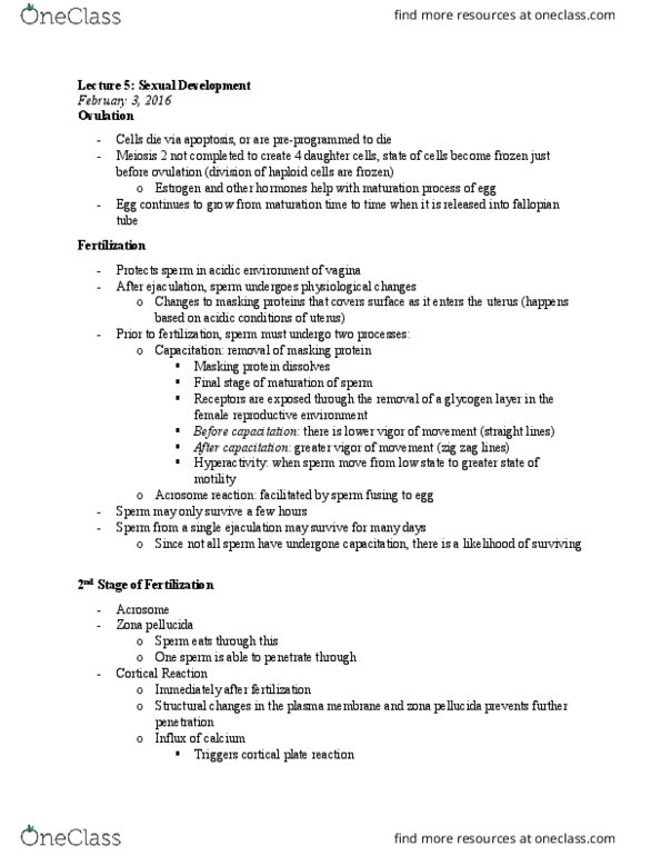 PSY354H5 Lecture Notes - Lecture 5: Sox9, Urethra, Adrenal Gland thumbnail