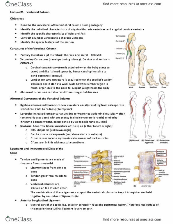 Anatomy and Cell Biology 3319 Lecture Notes - Lecture 21: Spinal Nerve, Coccyx, Sacrum thumbnail