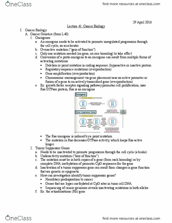 Biology And Biomedical Sciences BIOL 2960 Lecture Notes - Lecture 41: Tumor Suppressor Gene, Cpg Oligodeoxynucleotide, Gene Duplication thumbnail