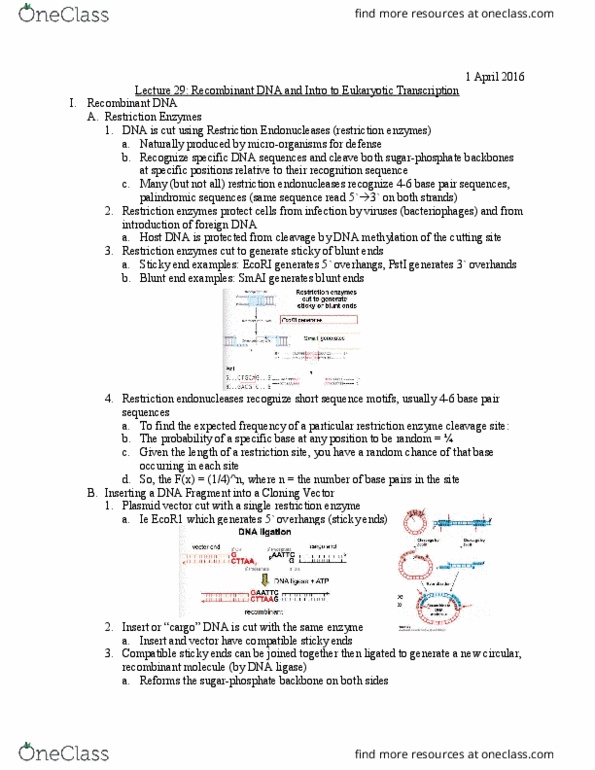 Biology And Biomedical Sciences BIOL 2960 Lecture Notes - Lecture 29: Regulation A, Reverse Transcriptase, Chromatin thumbnail