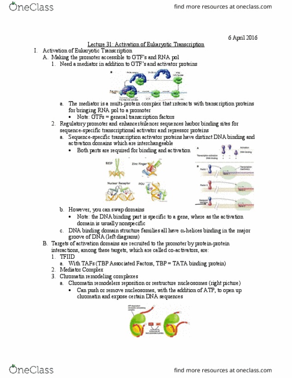 Biology And Biomedical Sciences BIOL 2960 Lecture Notes - Lecture 31: Galactose, Histone Code, Histone Acetyltransferase thumbnail