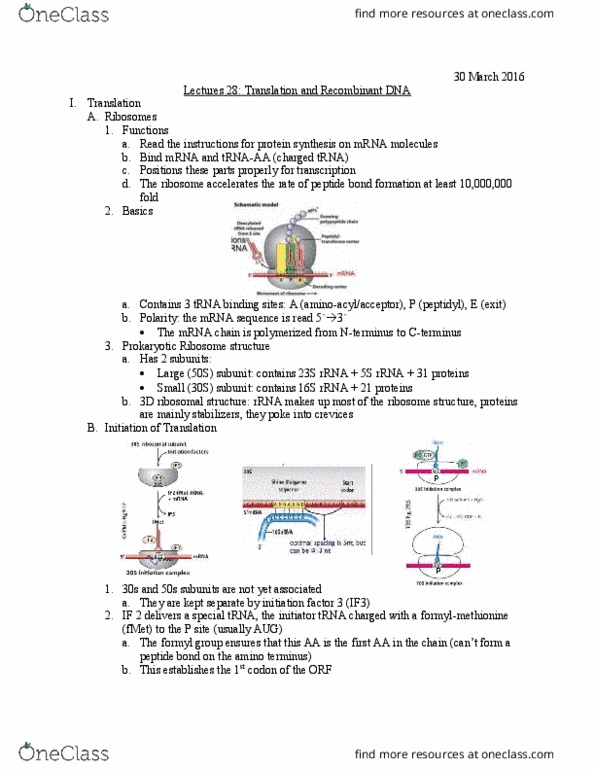 Biology And Biomedical Sciences BIOL 2960 Lecture Notes - Lecture 28: Restriction Enzyme, Transfer Rna, Endonuclease thumbnail