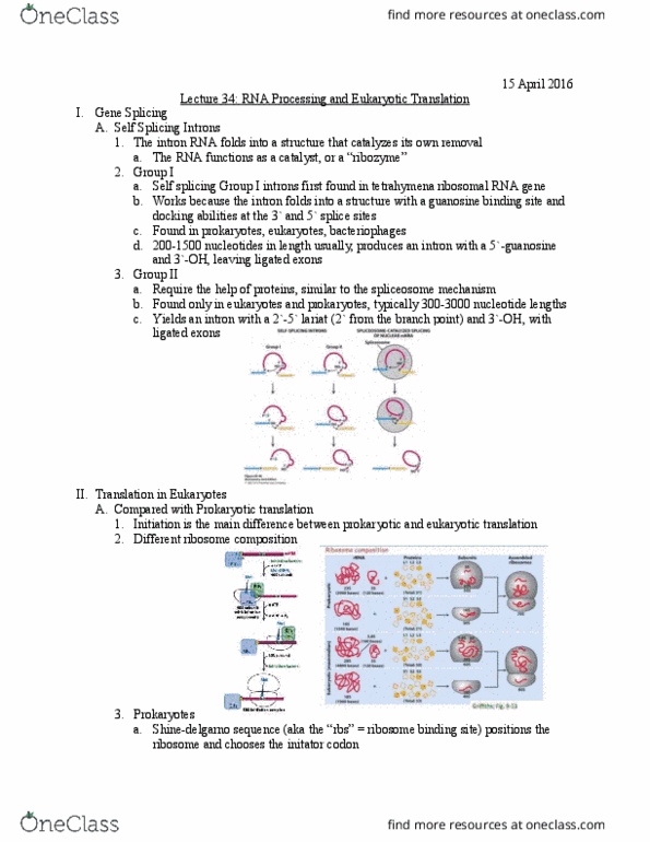 Biology And Biomedical Sciences BIOL 2960 Lecture Notes - Lecture 35: Lysosome, Nuclear Pore, Drosha thumbnail