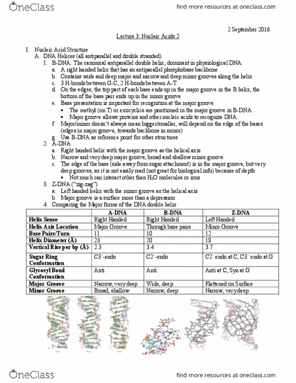 L07 Chem 481 Lecture Notes - Lecture 3: Cell Nucleus, Glycosyl, Methylation thumbnail