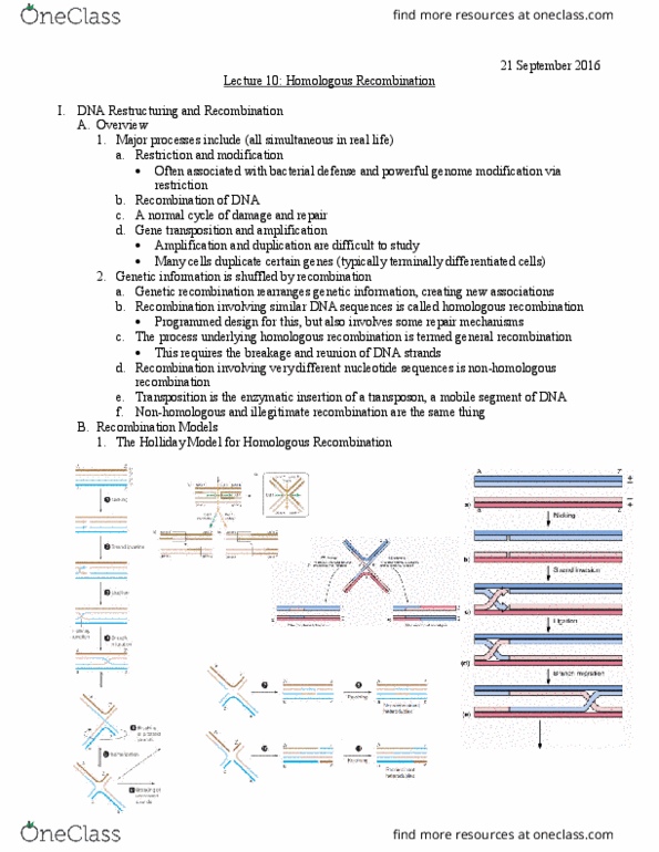 L07 Chem 481 Lecture Notes - Lecture 10: Holliday Junction, Homologous Chromosome, Genetic Recombination thumbnail
