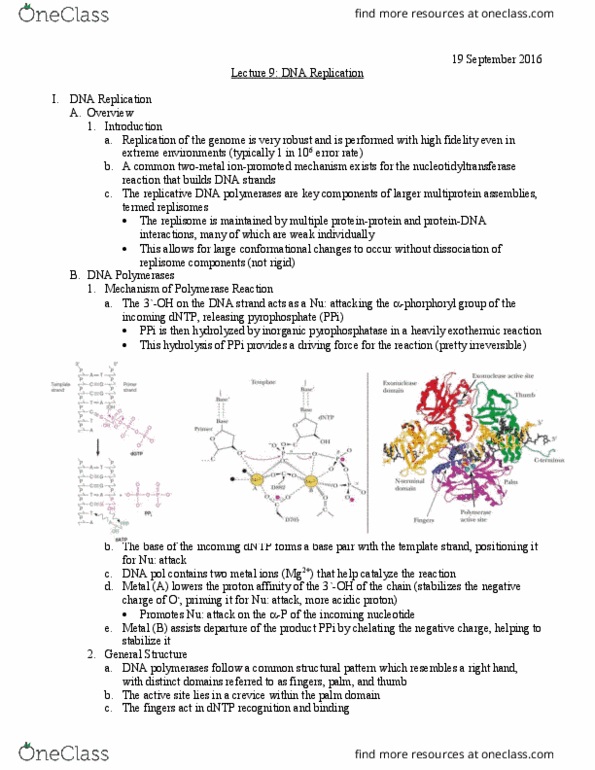 L07 Chem 481 Lecture Notes - Lecture 9: Dbf4, Atp Hydrolysis, Origin Recognition Complex thumbnail