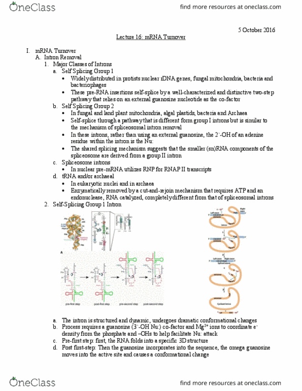 L07 Chem 481 Lecture Notes - Lecture 16: Group Ii Intron, Guanosine, Spliceosome thumbnail